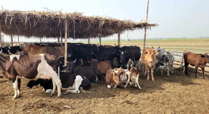 তীব্র দাবদাহে কমছে দুধ-ডিমের উৎপাদন, মারা যাচ্ছে গবাদিপশু