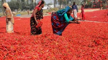 ‘লাল সোনা’য় ছেয়ে গেছে সিরাজগঞ্জের যমুনা চর