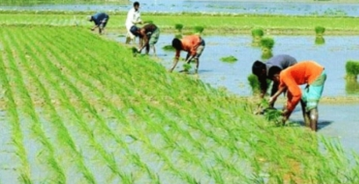 কাজিপুরে বোরো চাষে ব্যস্ত সময় পার করছেন কৃষকেরা