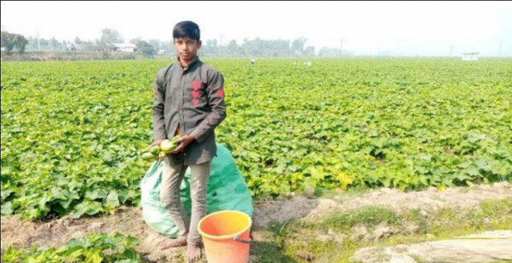 তাড়াশে ক্ষীরার ফলনে কৃষকের মুখে হাসি