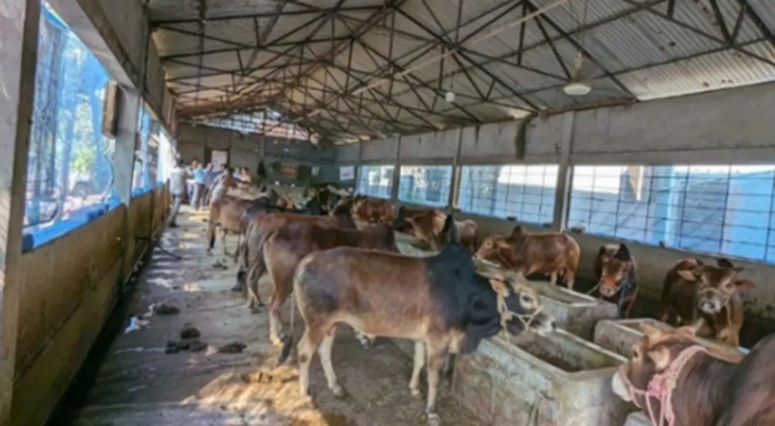 নেত্রকোনায় কোরবানির জন্য প্রস্তুত ১২হাজার গবাদিপশু